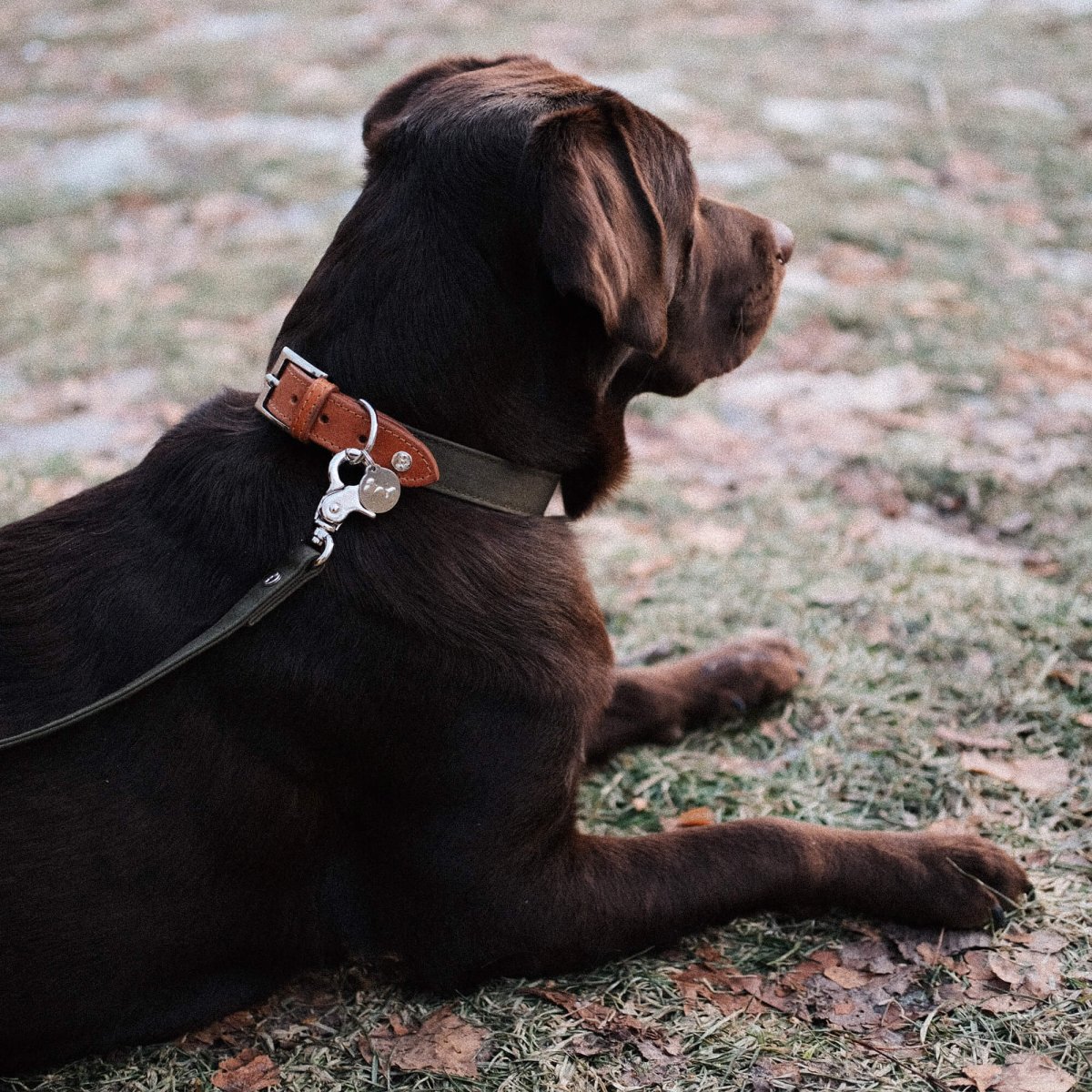 Hundhalsband Signature Cognac & Khaki – Denjo Dogs - Bild 4